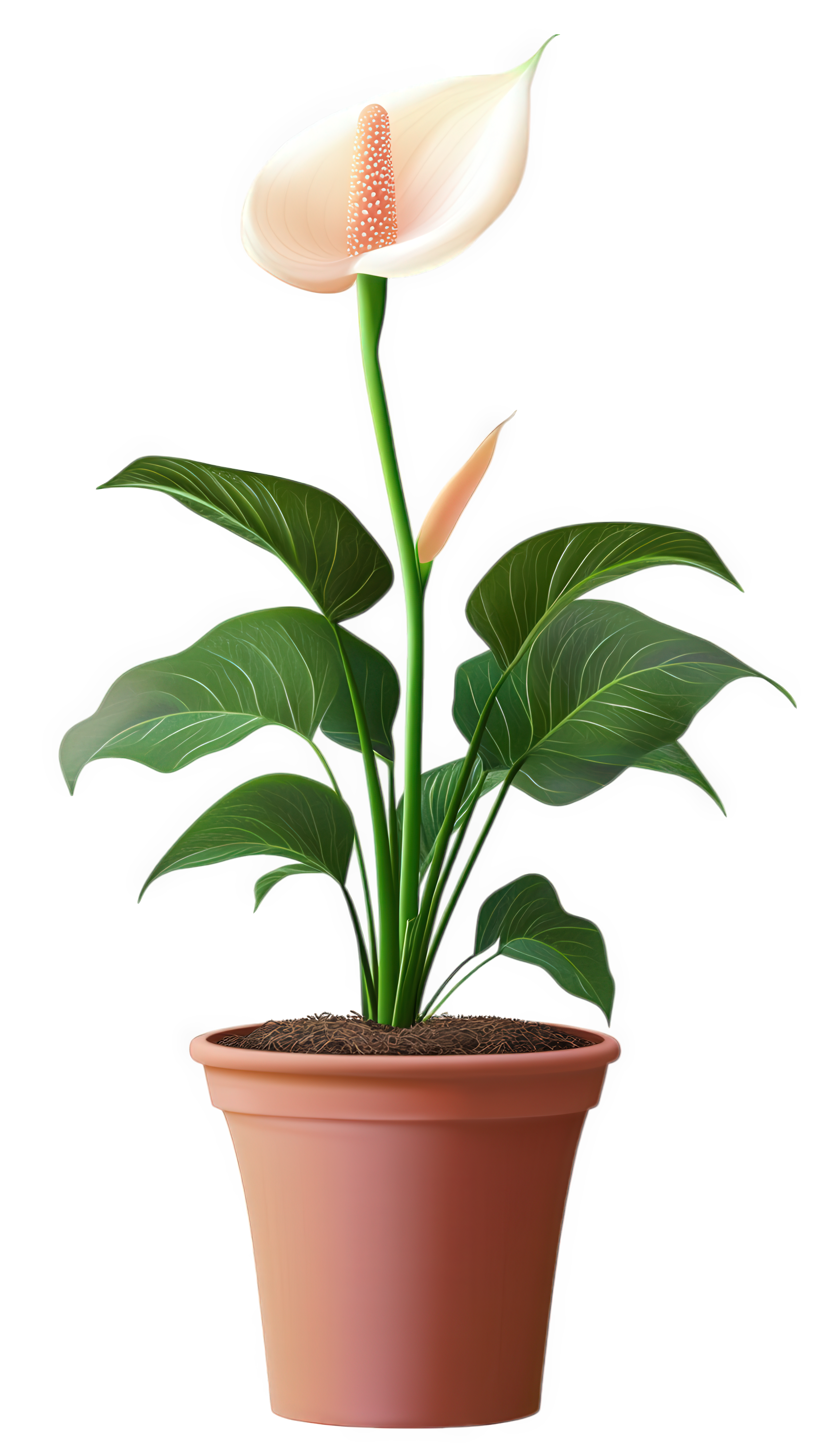 Plante