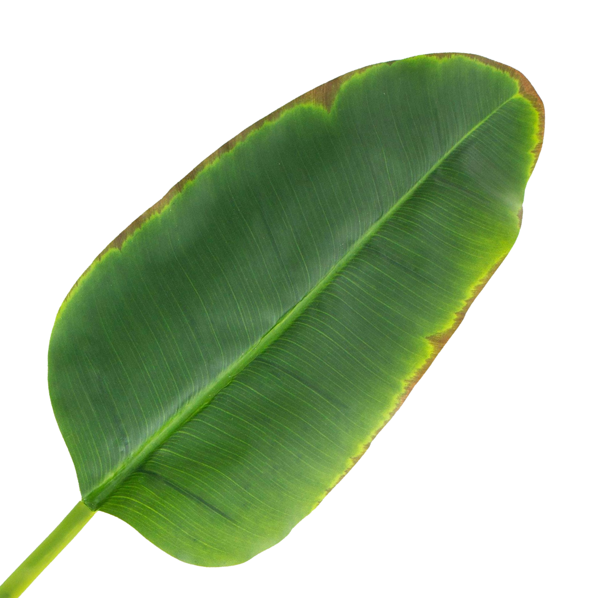 Feuille